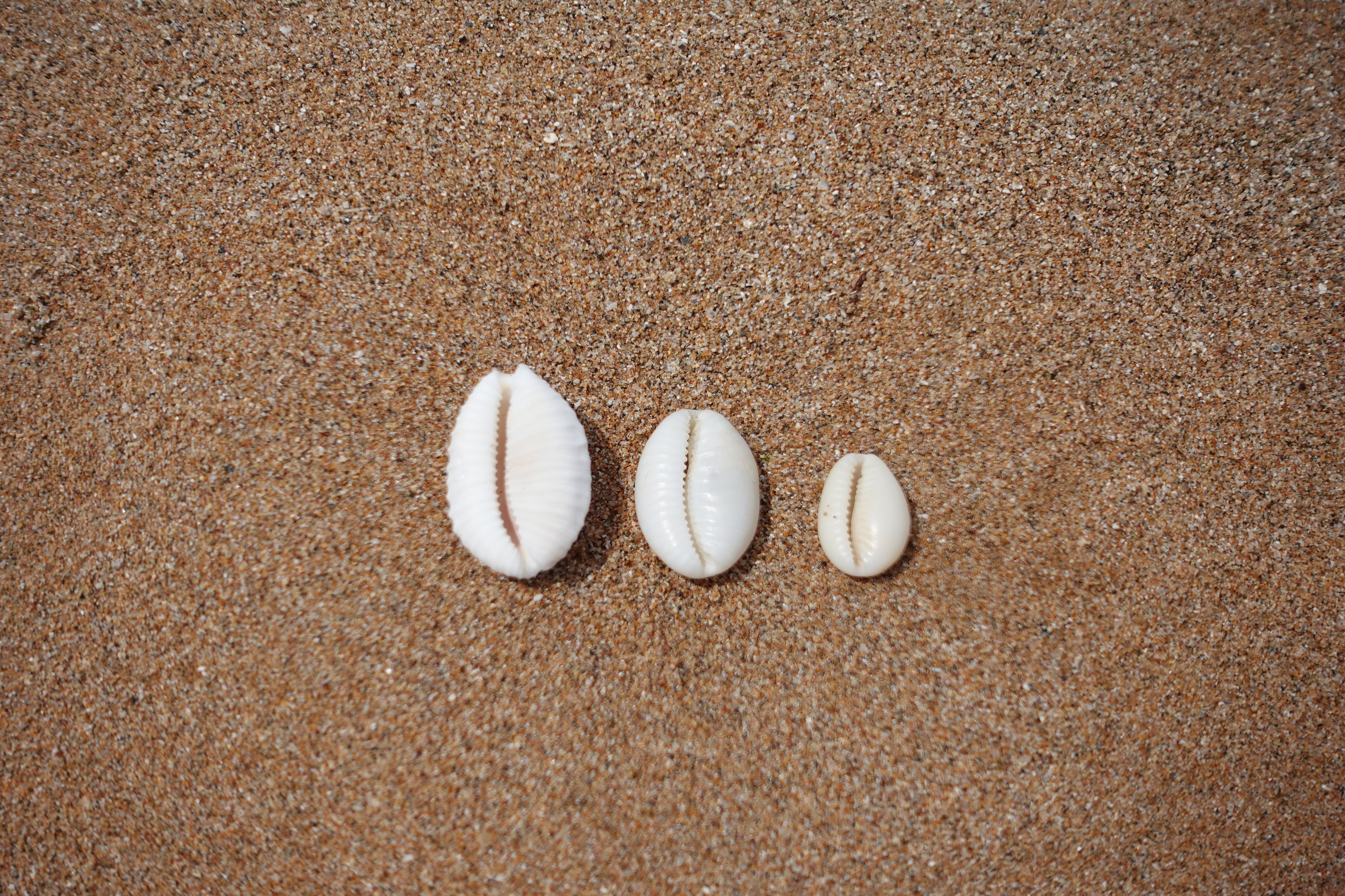 Keshi Cowrie Necklace