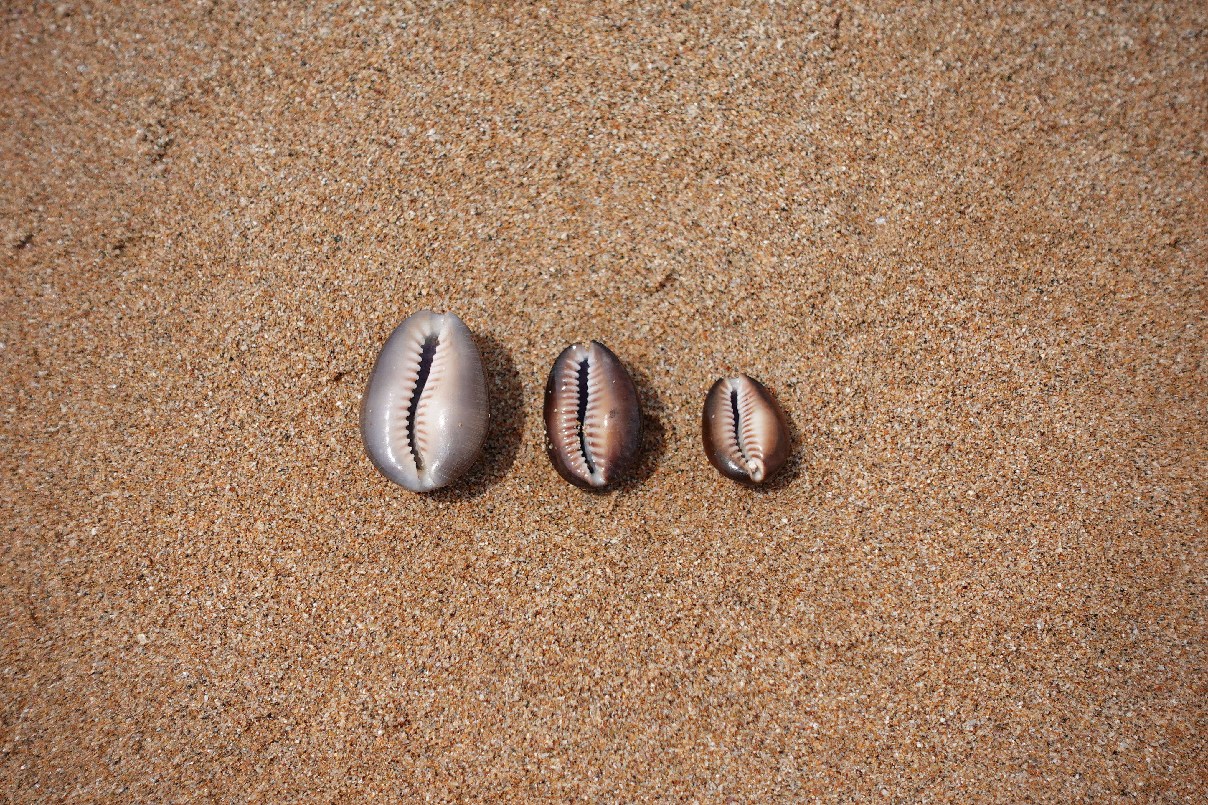 Keshi Cowrie Necklace