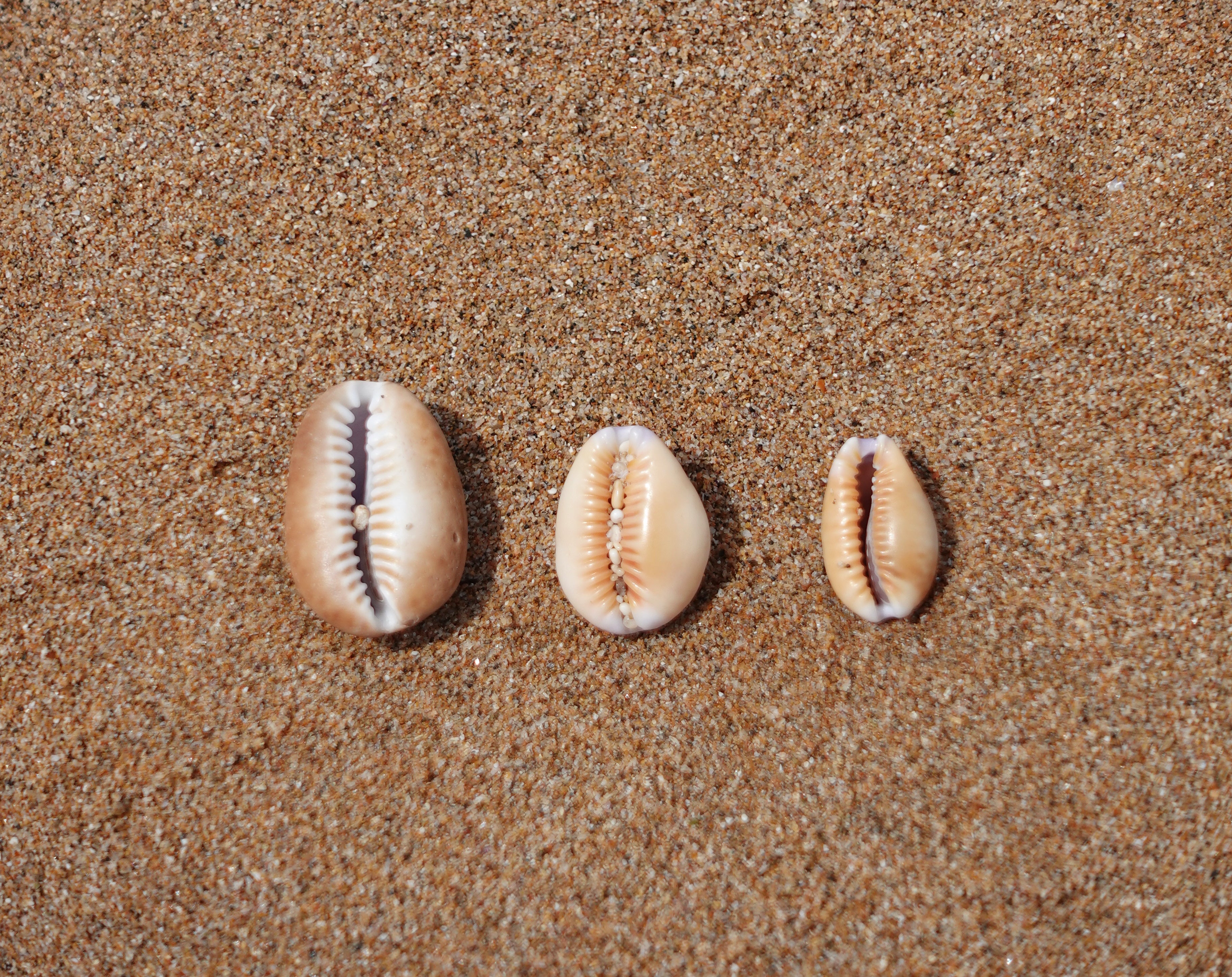 Keshi Cowrie Necklace